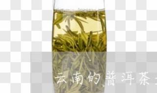 普洱茶是一种什么茶